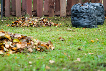 cleaning autumn leaves
