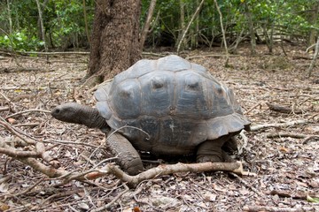 turtle in prison island reservation