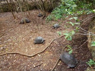 turtles in prison island reservation