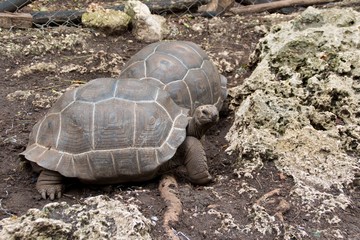 turtle in prison island reservation