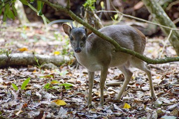 small shy deer in a forest