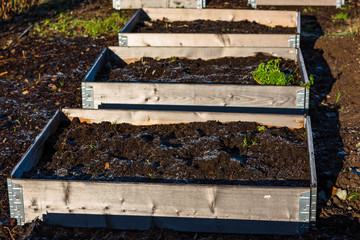 Frosty topsoil in pallet collar garden.