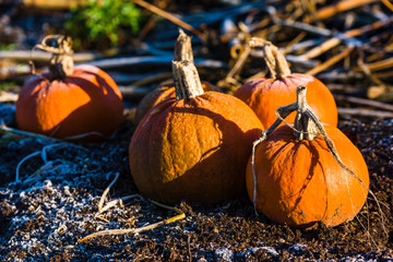 Orange pumpkins on cold and frosty soil.