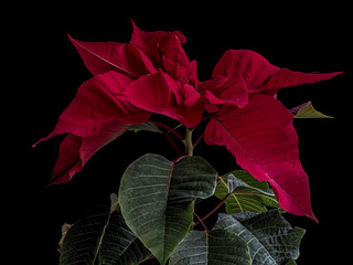 Christmas Poinsettia leaves isolated on the black background