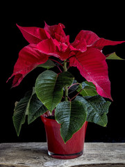Christmas Poinsettia in red in flowerpot on the vintage wooden