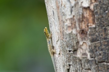 detail of a lizard on a tree