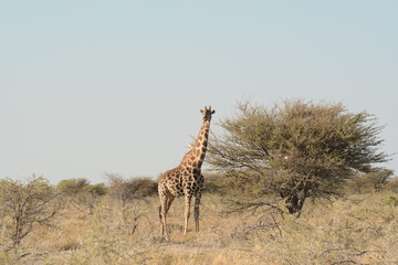 Giraffe in Etosha