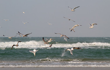 Seagulls diving for fish in the breakers near the beach