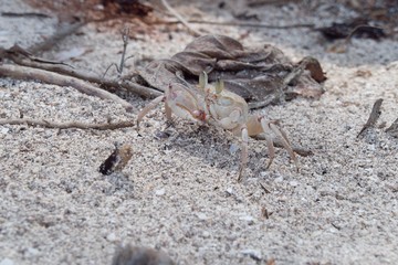 crab in a yellow sand