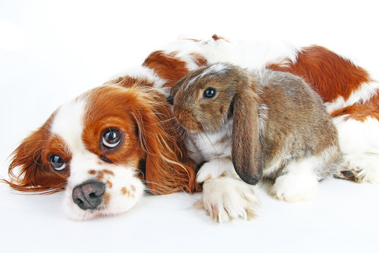 Dog and rabbit together. Animal friends. Rabbit bunny pet white fox rex satin real live lop widder nhd dwarf dutch with cavalier king charles spaniel dog. Christmas animals Valentines day pet concept