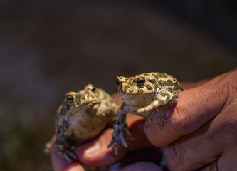 Two European green toad, Bufo viridis, in a mans hand. Malmo, Sweden.