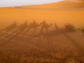 Dromedare in der Sahara - 182148150