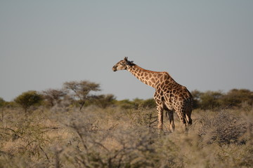 Giraffe in Etosha