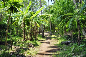 Naklejka premium Forest Path on Wala Island, Vanuatu