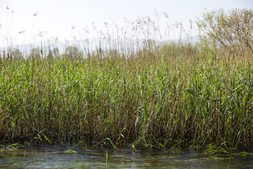 The reeds at the edge of the river.