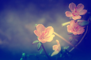 small pink and orange flower  spring summer nature background