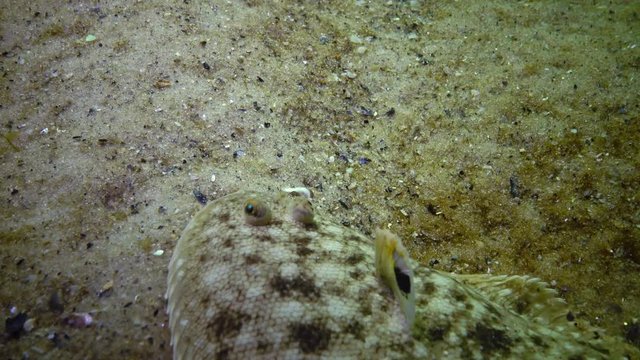Fish of the Black Sea. Flat fish Sand sole Pegusa lascaris , similar to sand, slowly floats and lies at the bottom, raising the fin