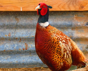 Pheasant in a farm