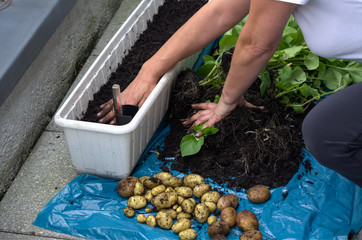 Kartoffelernte aus Blumenkasten