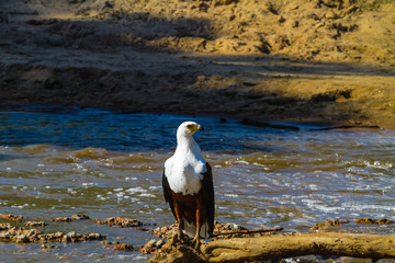 Fisher Eagle on shores of Grumeti River. Waters of Serengeti, Tanzania