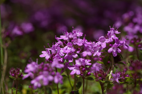 A little tough beauty - the creeping wild thyme