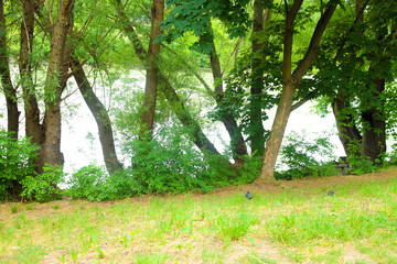 A forest near the donau river in vienna