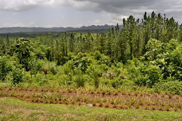 Fototapeta na wymiar Croydon Plantation, Jamaica