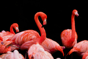 PHOENICOPTERUS RUBER, The American flamingo © kamilpetran