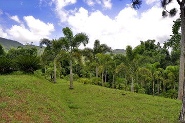 Fototapeta premium Croydon Plantation, Jamaica