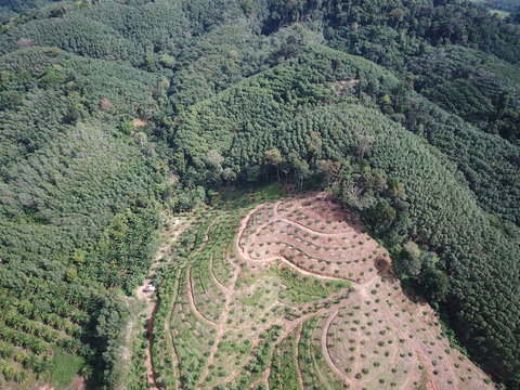 Deforestation. Oil palm plantations and forest, aerial drone view