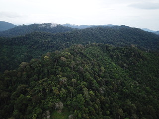Obraz premium Rainforest. Forest trees from above. Aerial photo of jungle