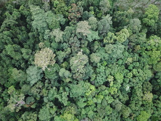 Rainforest. Forest trees from above. Aerial photo of jungle