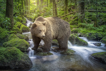 Bär im Schwarzwaldbach