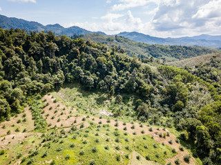 Drone view of deforestation caused by palm oil plantations in Thailand