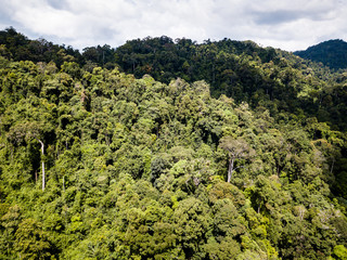 Obraz premium Drone view of the tree canopy of a dense, tropical rainforest