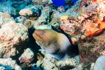 Fototapeta na wymiar A giant Moray Eel in a hole on a tropical coral reef