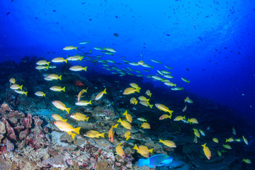 Fototapeta na wymiar A colorful school of Blue Striped Snapper on a tropical coral reef