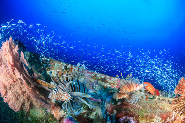 A pair of Lionfish hunting on a deep shipwreck
