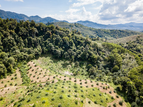 Drone view of deforestation caused by palm oil plantations in Thailand