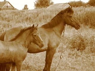 Horse with foal