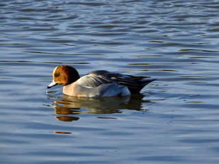 Male wigeon in late autumn