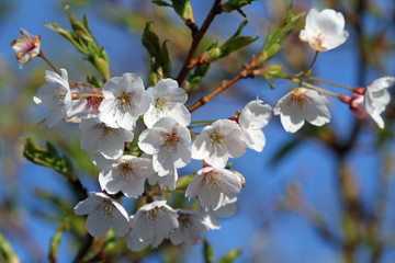 Fototapeta na wymiar Spring blossoms in the morning