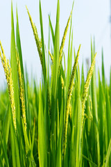 Rice paddy  field background on sunny day