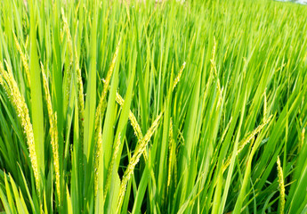 Obraz na płótnie Canvas green rice paddy field