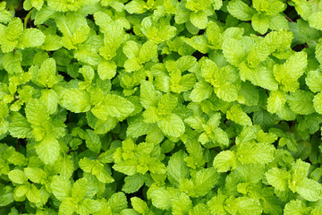 peppermint  in the garden, mint background from top view