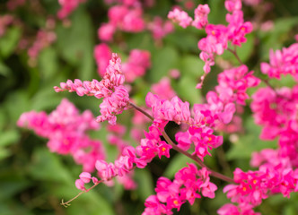 pink flower in the garden