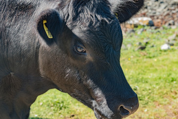 cows grazing on the prairies of Scotland in England