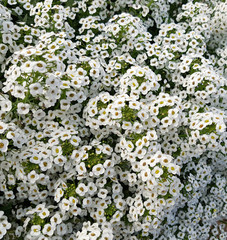 Duftsteinrich, Lobularia maritima, Balkonblumen