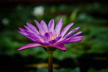 lotus