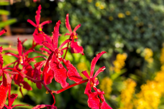 Close up of red orchids with blur background. Red orchid with copy space.